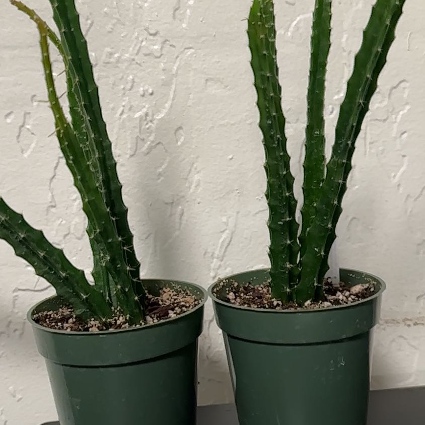 Photo of the plant species Aporophyllum 'Edna Bellamy by @KaileysJungle named Kendall on Greg, the plant care app