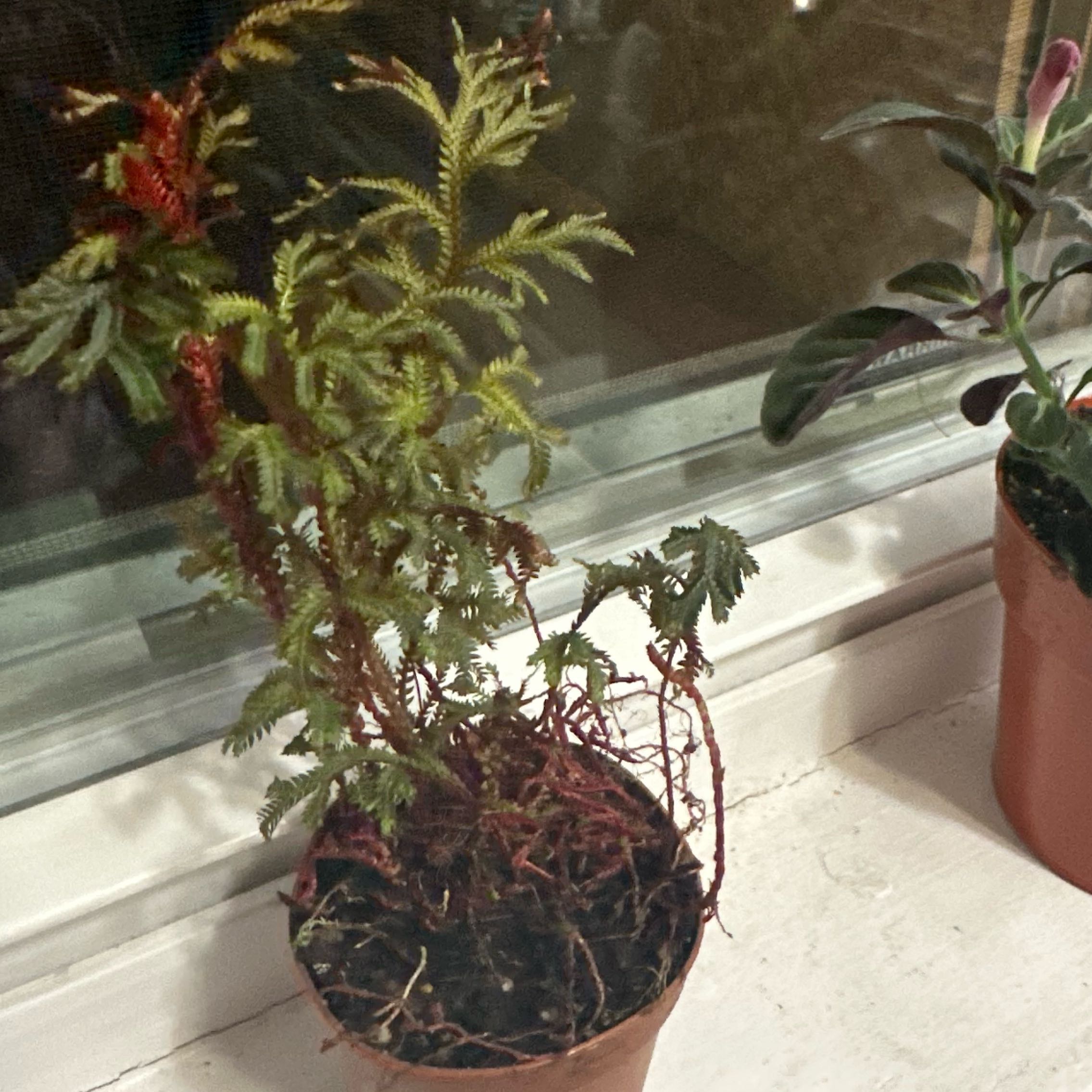 Photo of the plant species Ruby Red Club Moss by @FreeBluefescue named Emerson on Greg, the plant care app