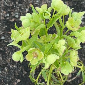 Photo of the plant species Bearsfoot Hellebore by @ChummyRedsky27 named Tolkien on Greg, the plant care app