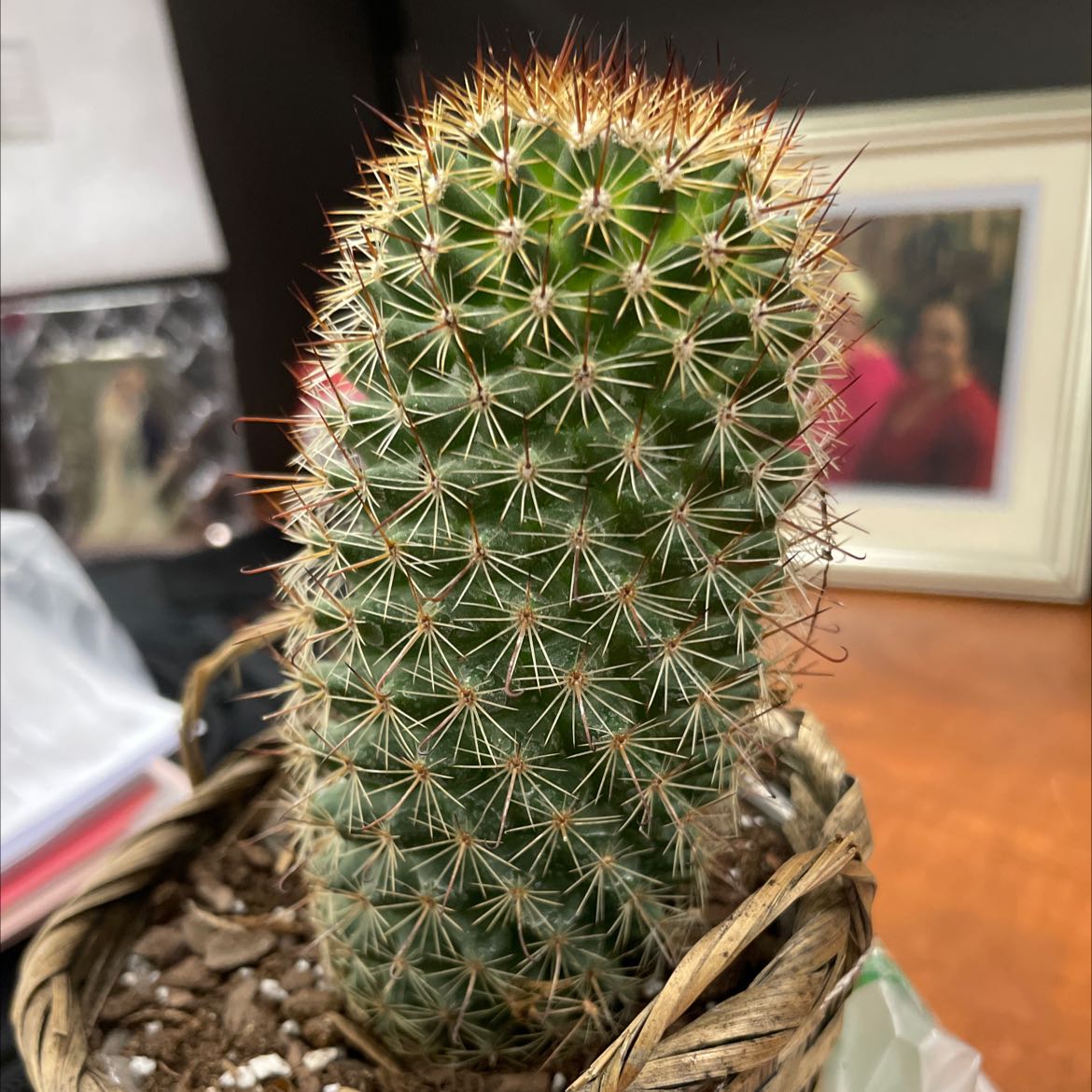 Mammillaria Haageana cactus in a woven pot with visible soil.