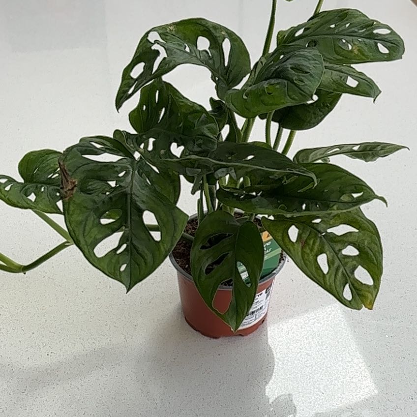 Photo of the plant species Monstera monkey leaf by @YokeSeahibiscus named Brixton on Greg, the plant care app