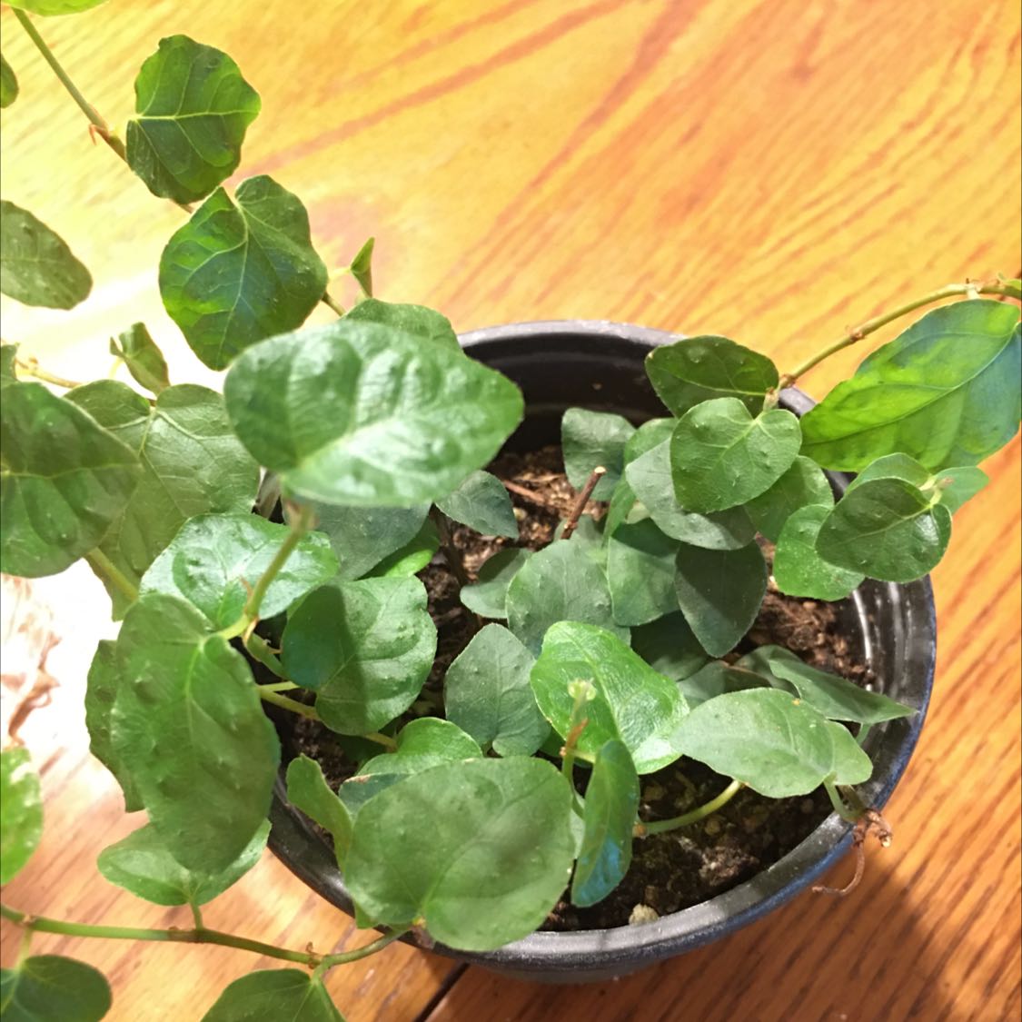 Healthy potted Creeping Fig plant with green heart-shaped leaves on trailing vines, in focus on a wood surface.