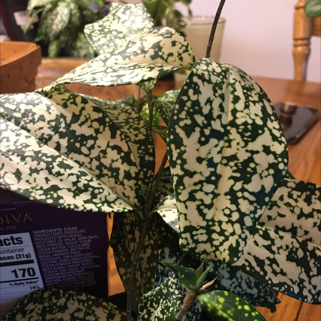 Healthy Gold Dust Dracaena plant with vibrant green leaves speckled with cream and yellow. Plant appears full and thriving.