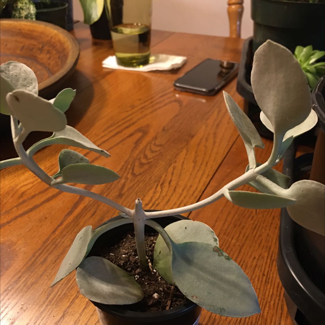 Potted Copper Spoons plant with thick, spoon-shaped leaves on a wooden table.