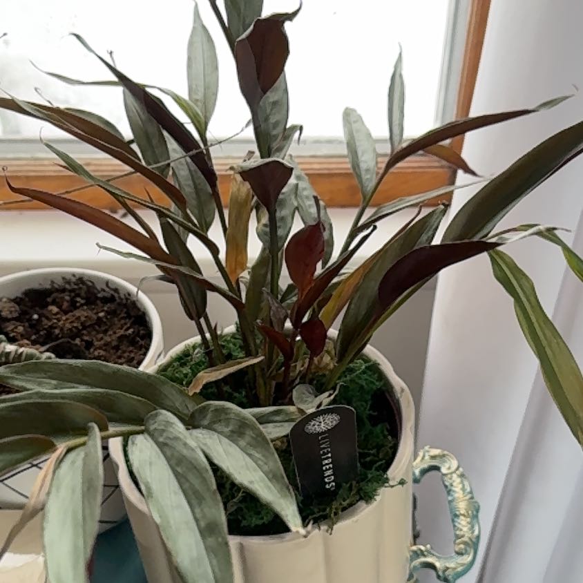 Photo of the plant species Alpinia by @SightlyPlanty75 named Beyonce on Greg, the plant care app