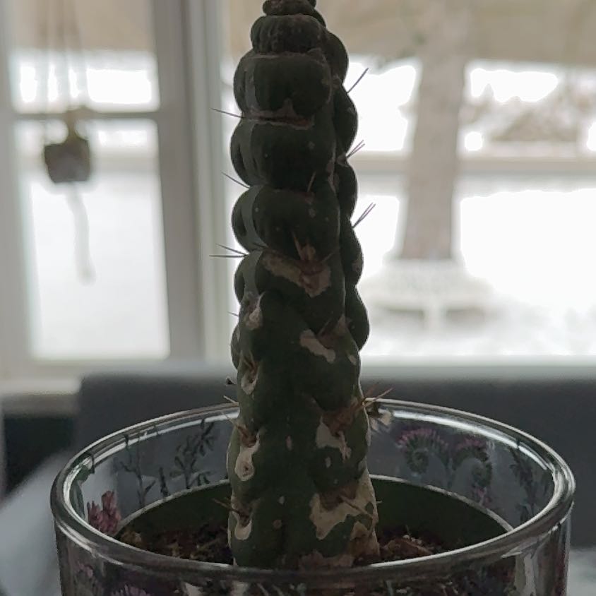 Photo of the plant species Eulychnia castanea var. varispiralis by @SightlyPlanty75 named Spike Leaves on Greg, the plant care app