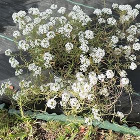 Photo of the plant species Lobularia 'Snow Princess' by @ZappyPassiflora named Oscar on Greg, the plant care app