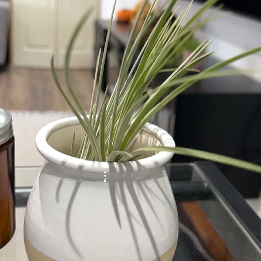 Photo of the plant species Tillandsia melanocrater by @StirringSucc75 named Zeus on Greg, the plant care app