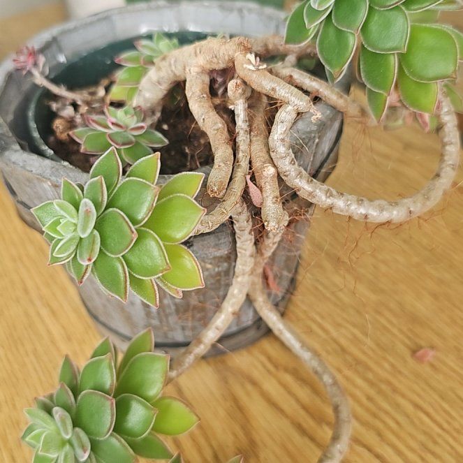 Photo of the plant species Echeveria 'Fabiola' by @IdolForgetmenot named Homer on Greg, the plant care app