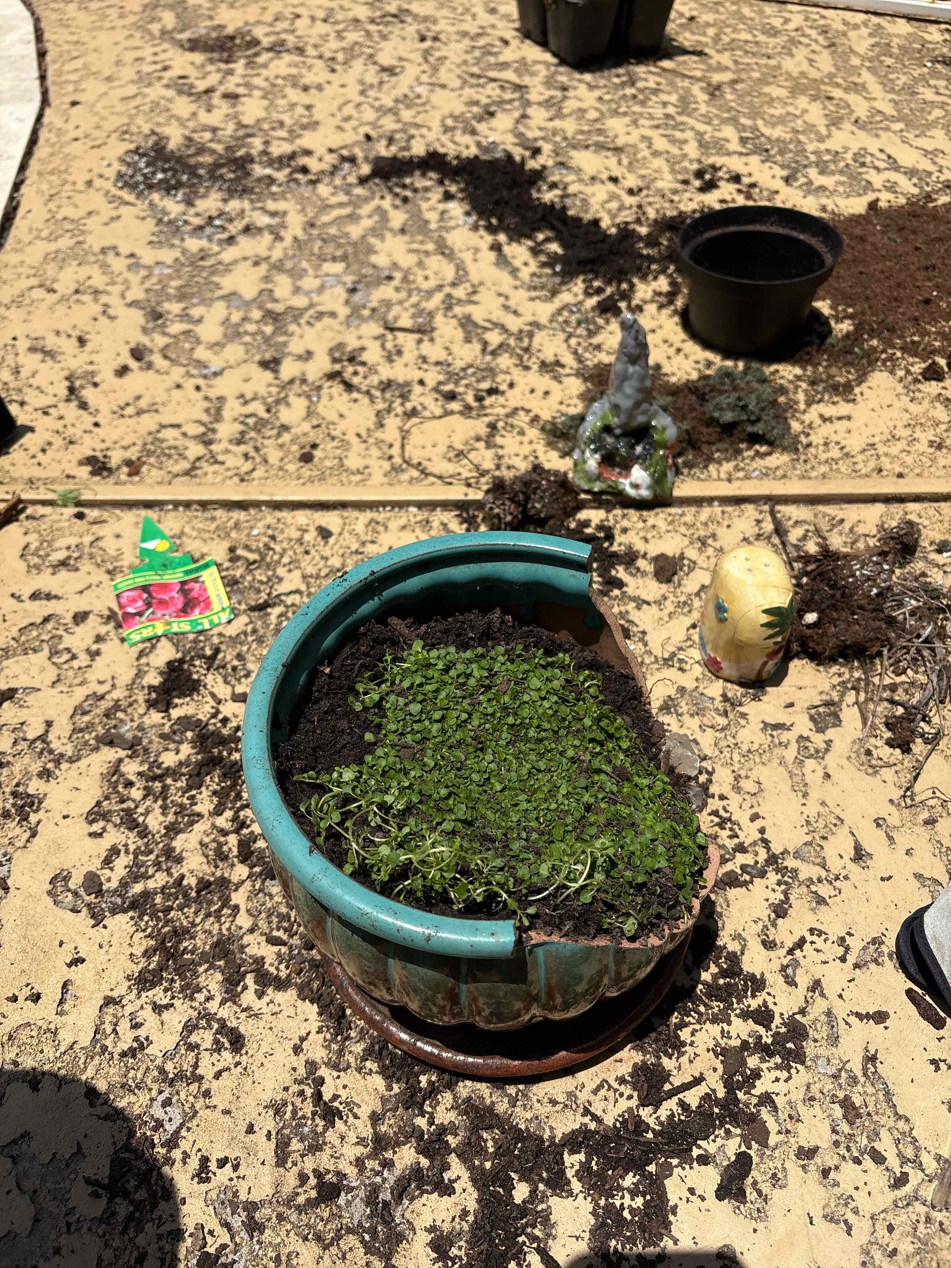 Photo of the plant species Mini Mint Corsican Mint by @ToughDandelion named Mr. Autism on Greg, the plant care app