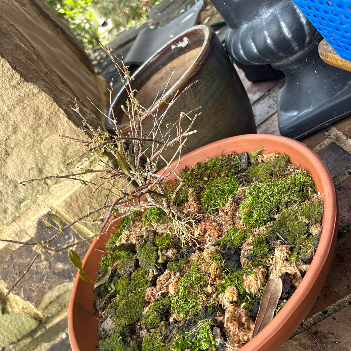 Photo of the plant species Barbados Cherry by @ToughDandelion named Zelda welda Esmeralda on Greg, the plant care app