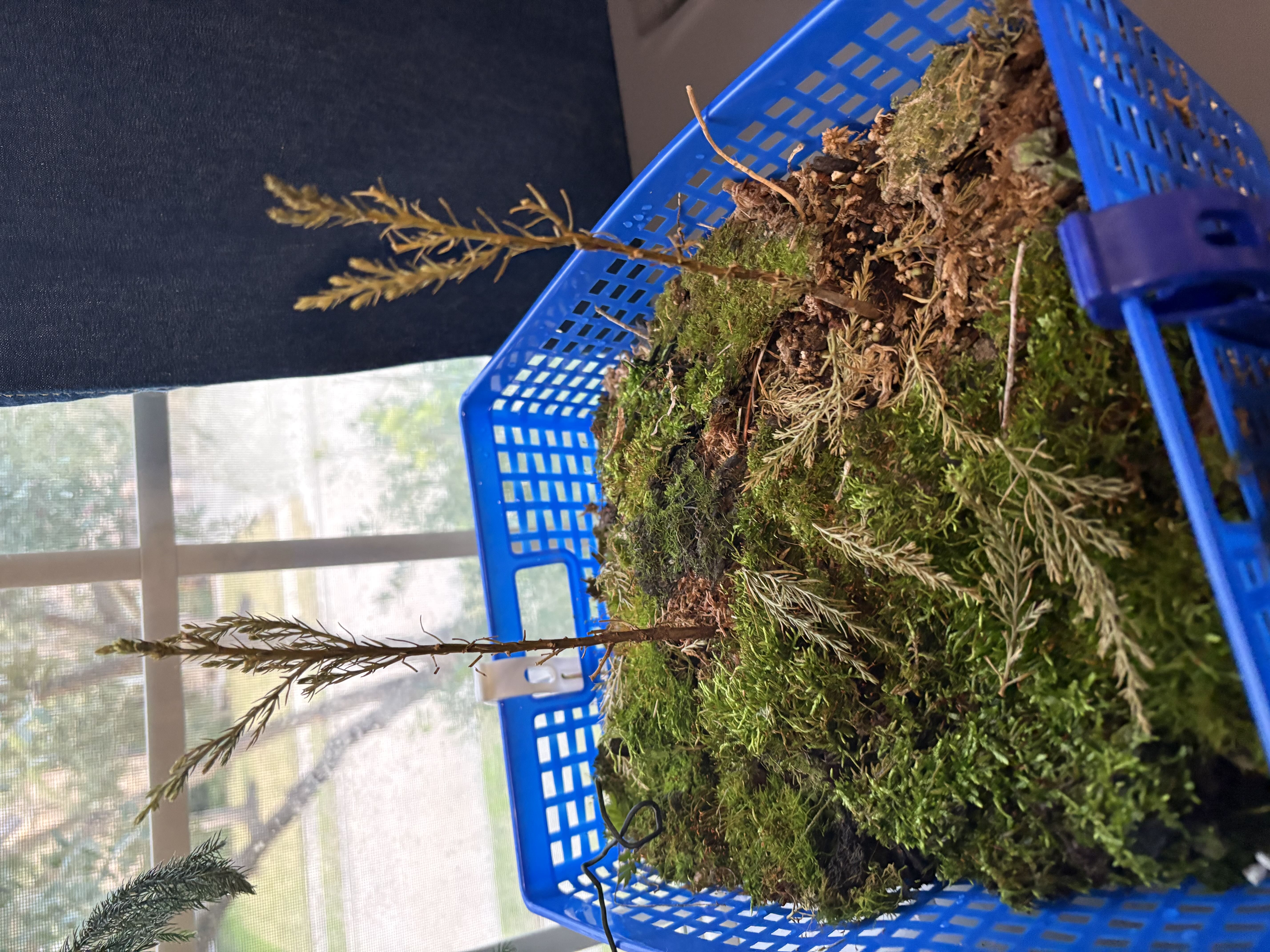 Photo from the post