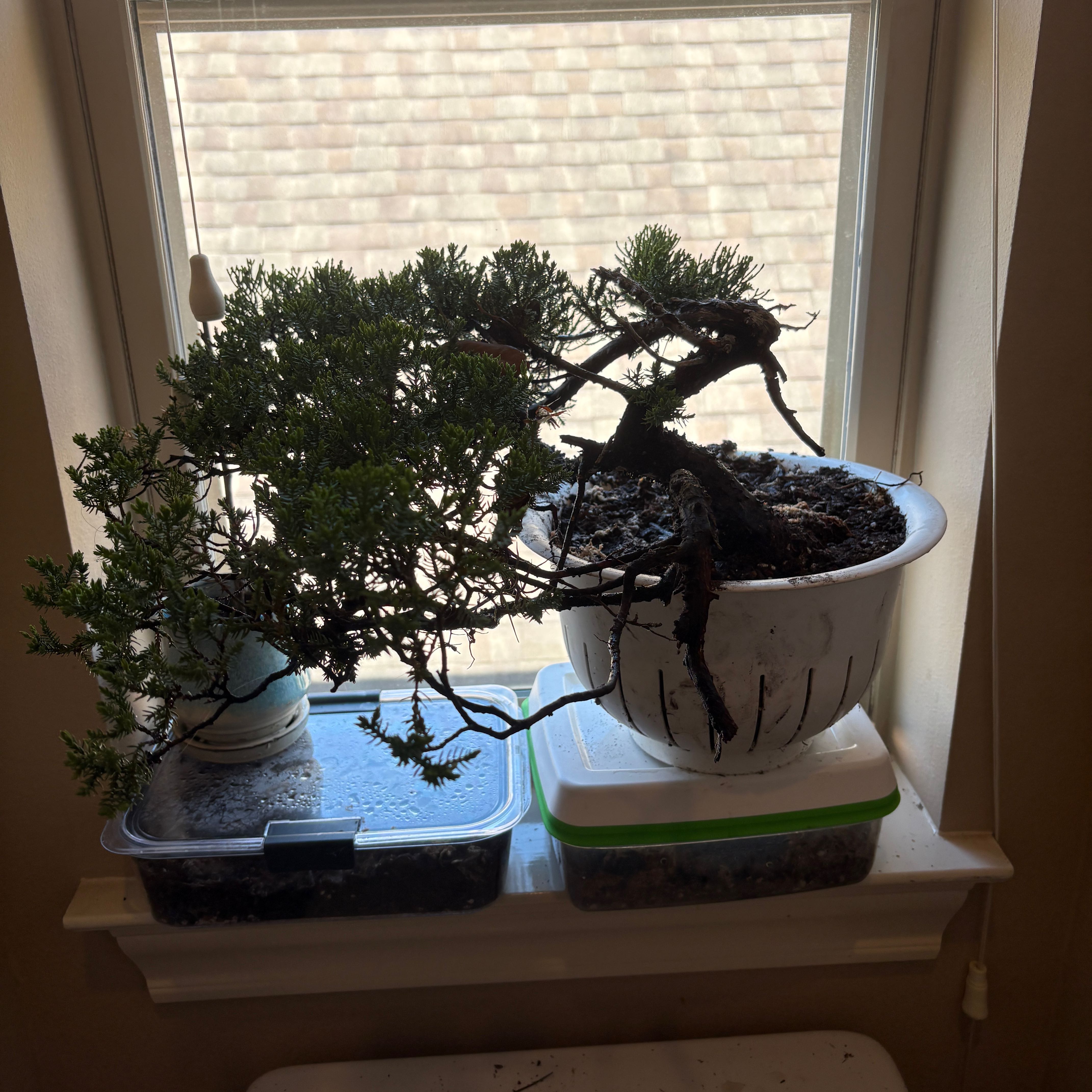 Mr magical man, senor menalaus