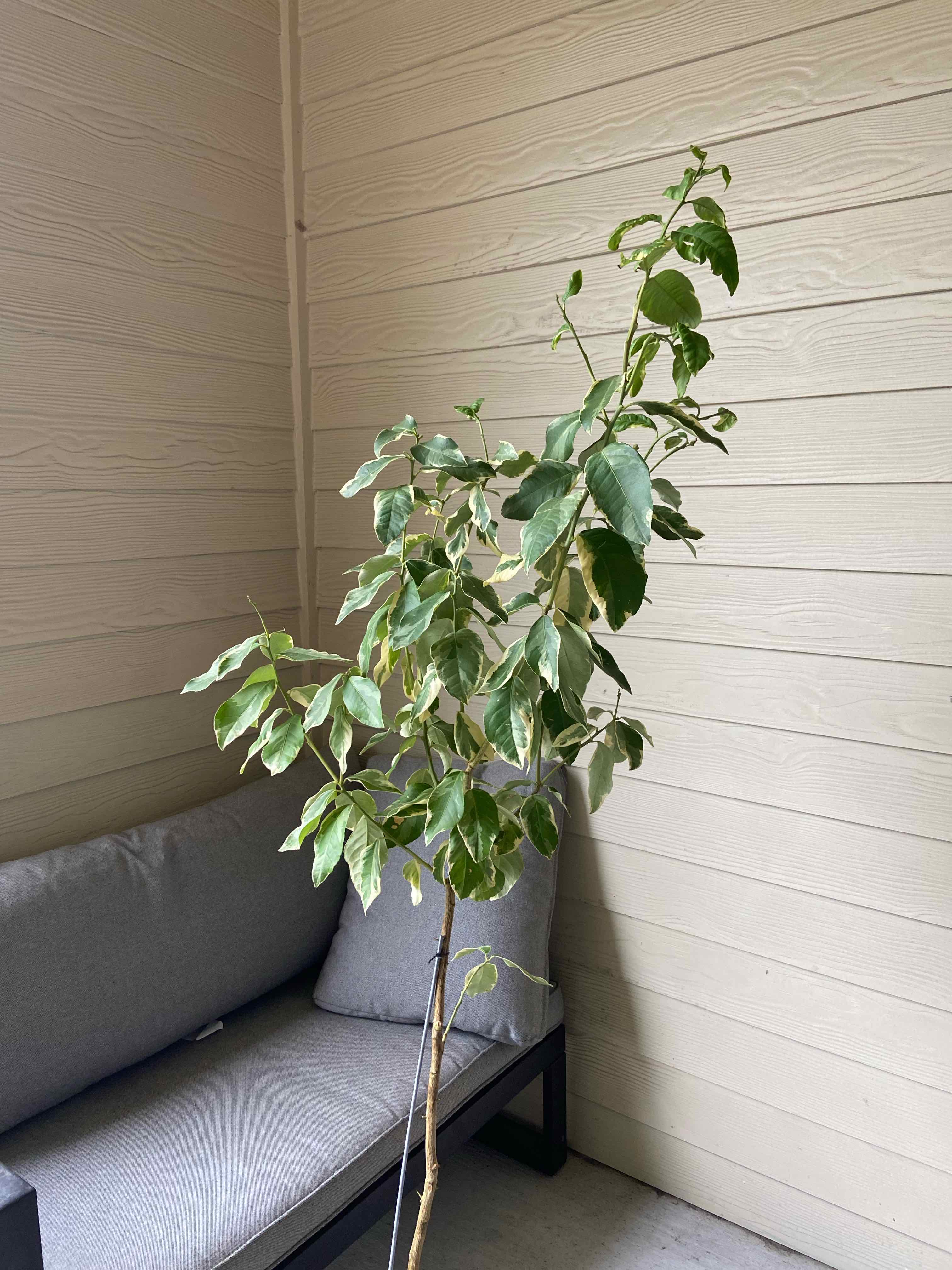 Photo of the plant species Pink Lemonade Lemon by @QueenStarflower named Cleo on Greg, the plant care app