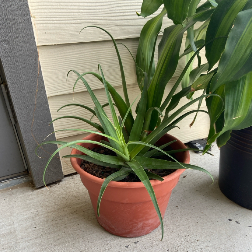 Photo of the plant species Spider Agave by @QueenStarflower named Walt on Greg, the plant care app