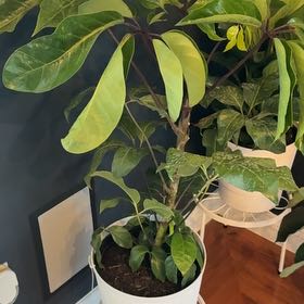 Photo of the plant species Umbrella Tree by @CoolLargethyme named Home on Greg, the plant care app