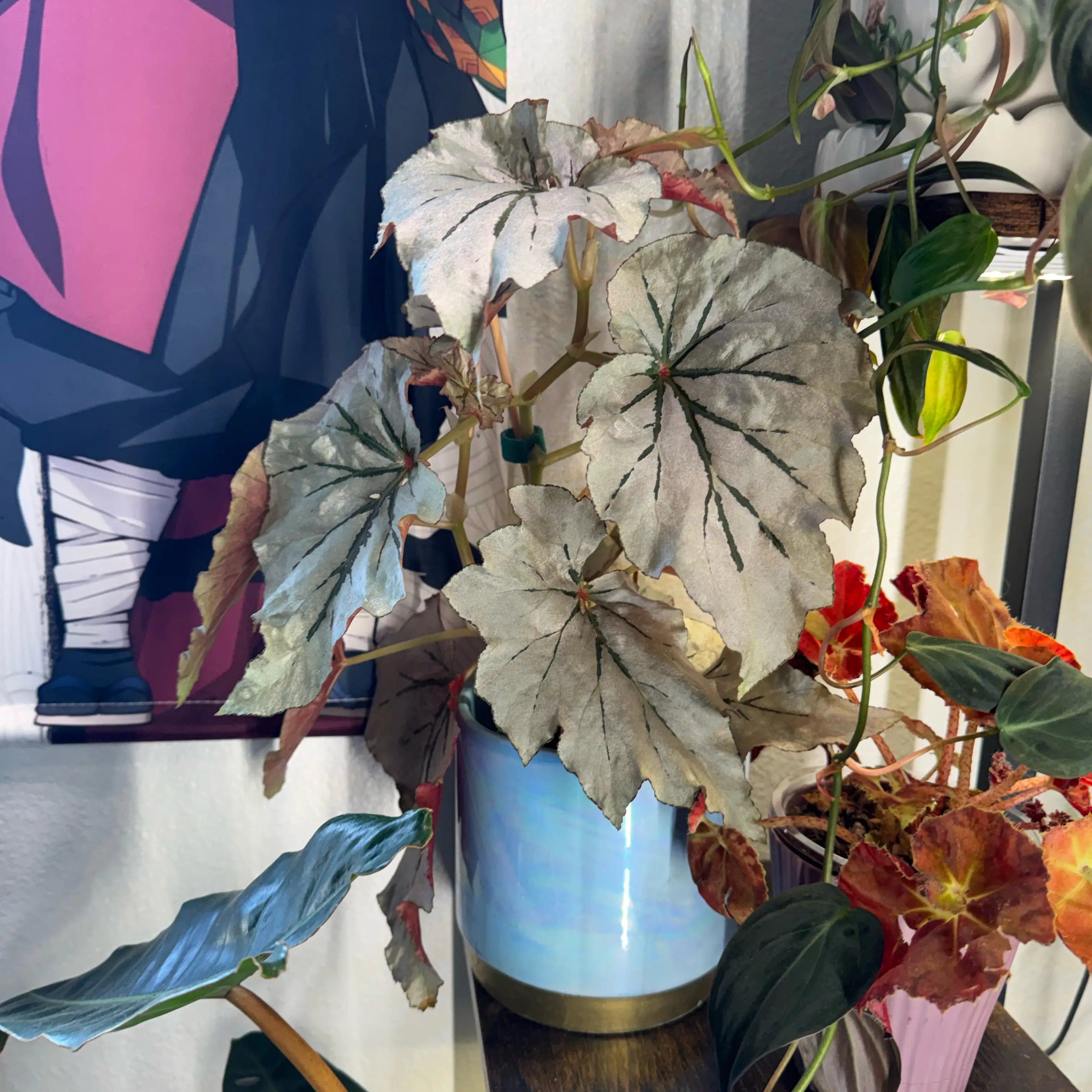 Photo of the plant species Looking Glass Cane Begonia by @Lexeeblue named Chris Redfield on Greg, the plant care app
