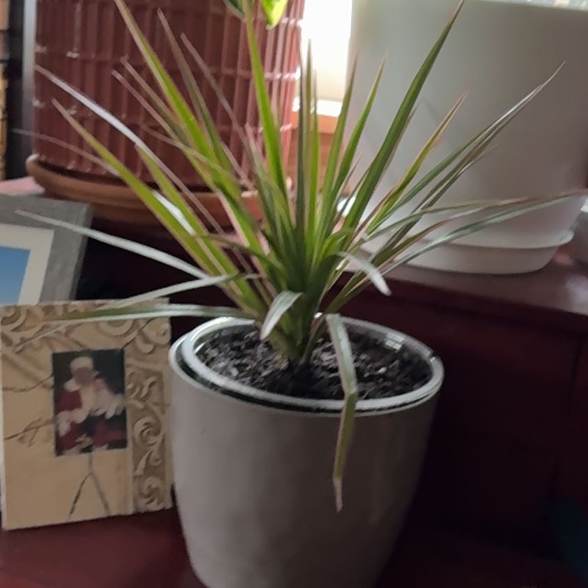 Photo of the plant species Dracaena by @Lexeeblue named Finway on Greg, the plant care app