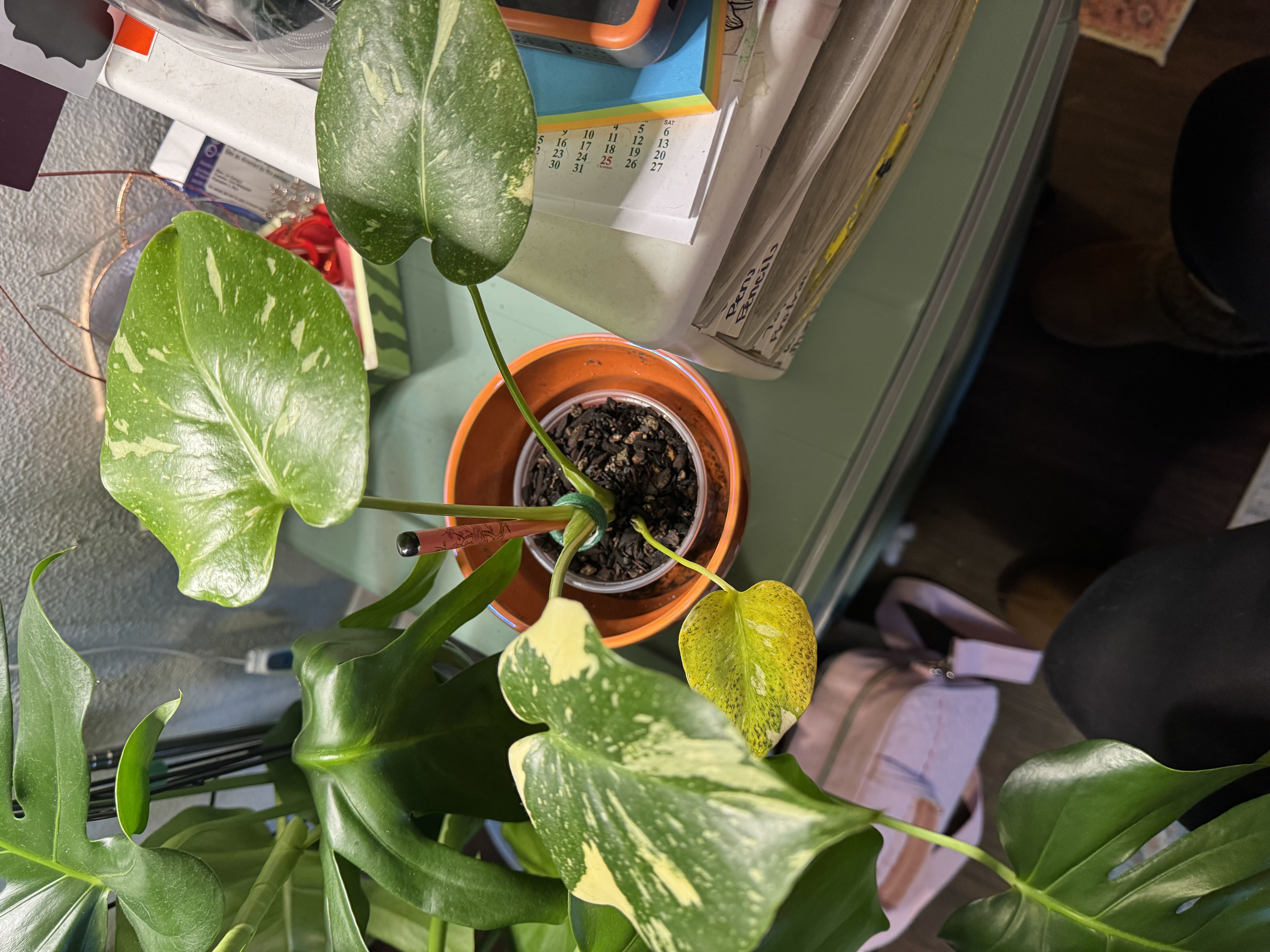 Photo from the post