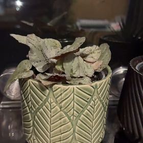 Photo of the plant species Bellus by @Lexeeblue named Skin of a Killer, Bella on Greg, the plant care app