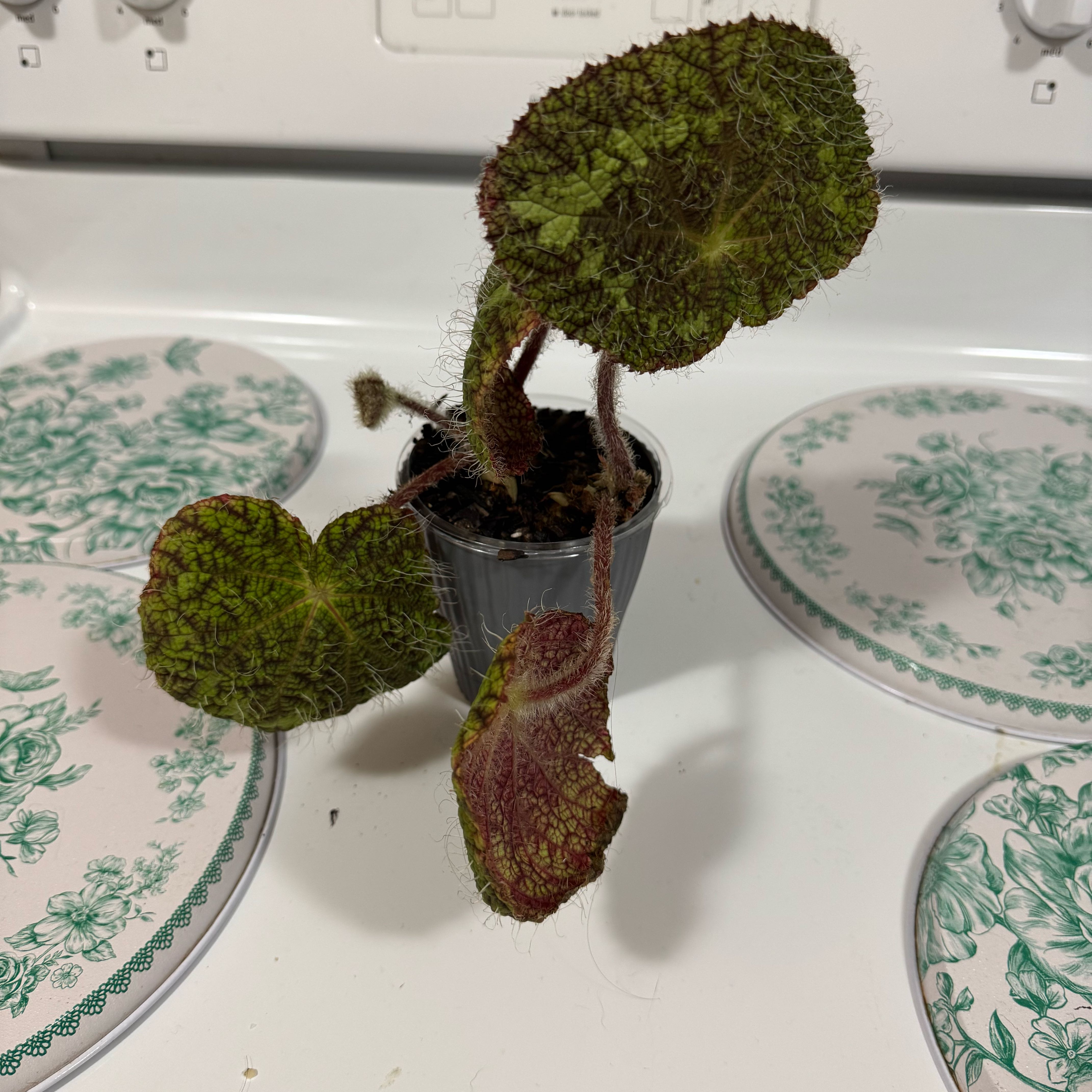 Photo of the plant species Fuzzy Begonia by @Lexeeblue named Logan on Greg, the plant care app