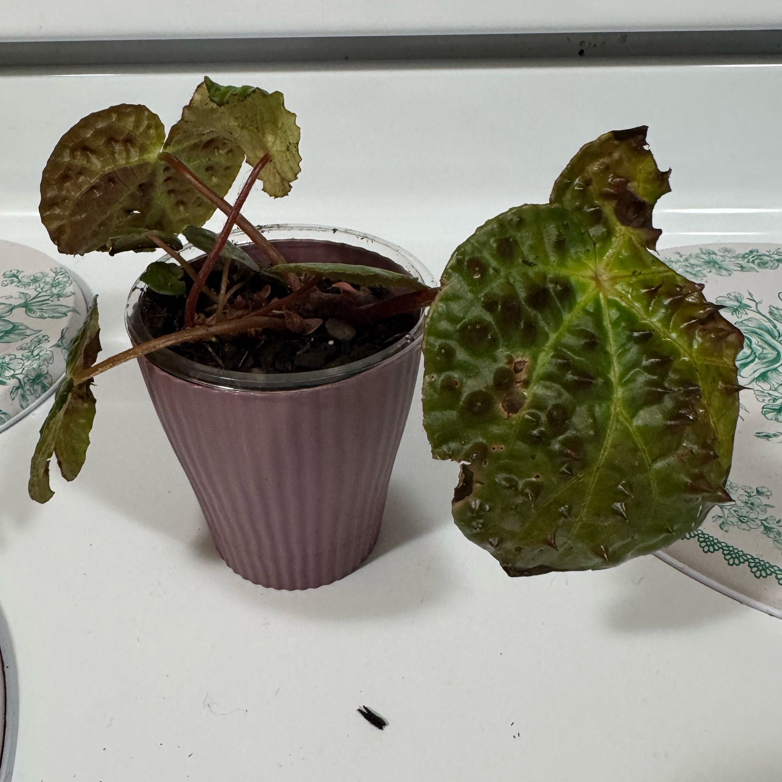 Photo of the plant species Begonia Ferox by @Lexeeblue named Spork on Greg, the plant care app
