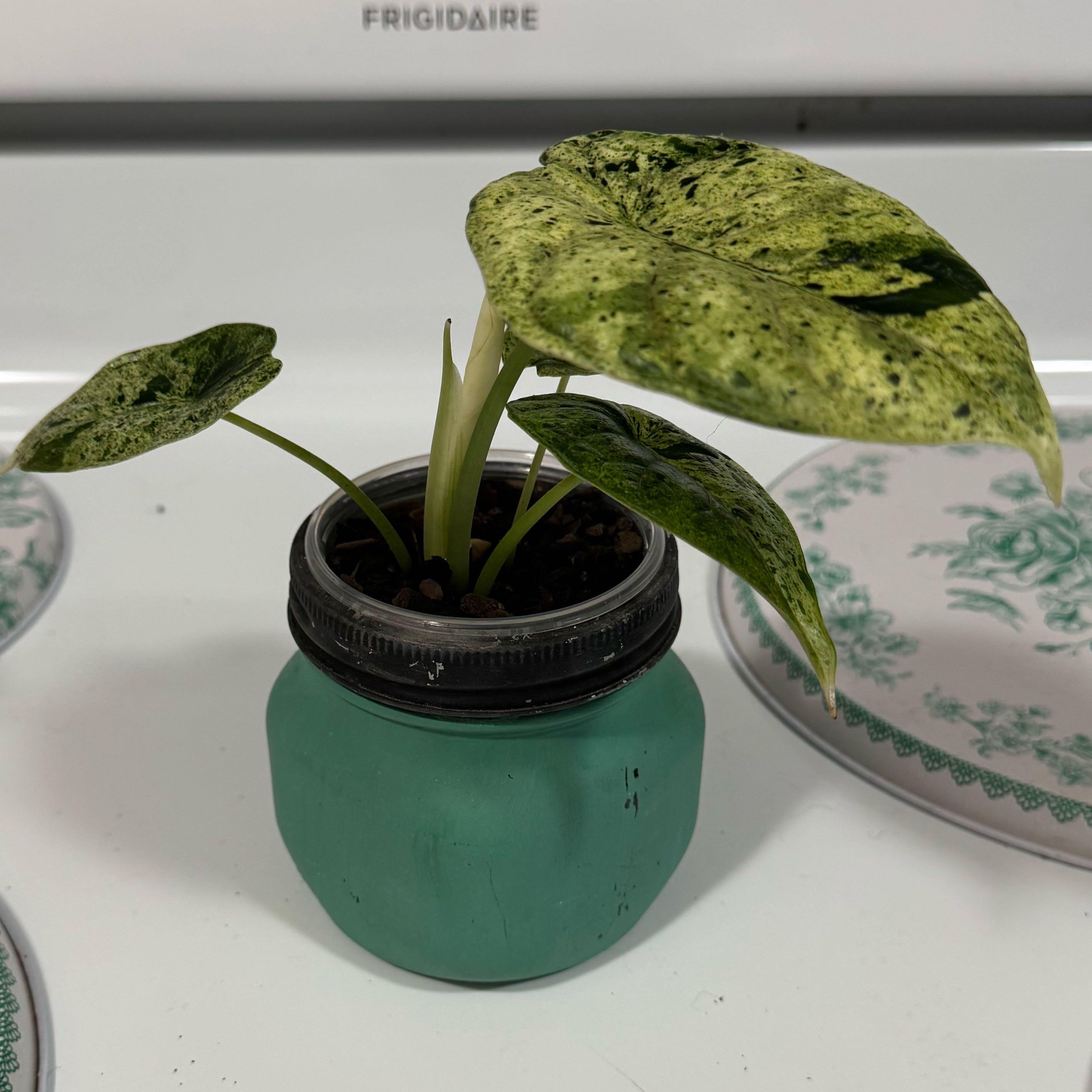 Photo of the plant species Alocasia Dragon Scale mint Verigated by @Lexeeblue named James T. Kuck on Greg, the plant care app