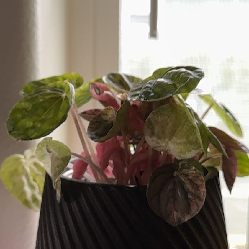 Photo of the plant species Peperomia Pink Lady by @Lexeeblue named Nemesis on Greg, the plant care app
