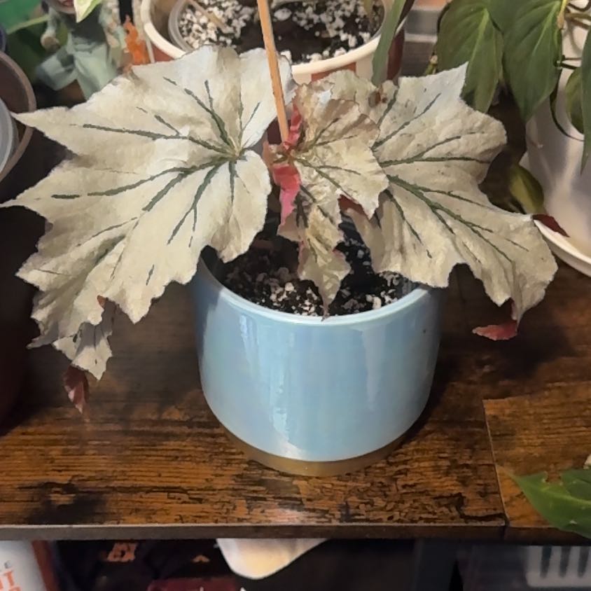 Photo of the plant species Looking Glass Cane Begonia by @Lexeeblue named Chris Redfield on Greg, the plant care app