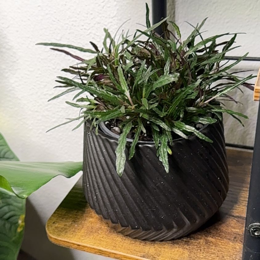 Photo of the plant species Dragon Tongue Bush Bean by @Lexeeblue named Mushu on Greg, the plant care app