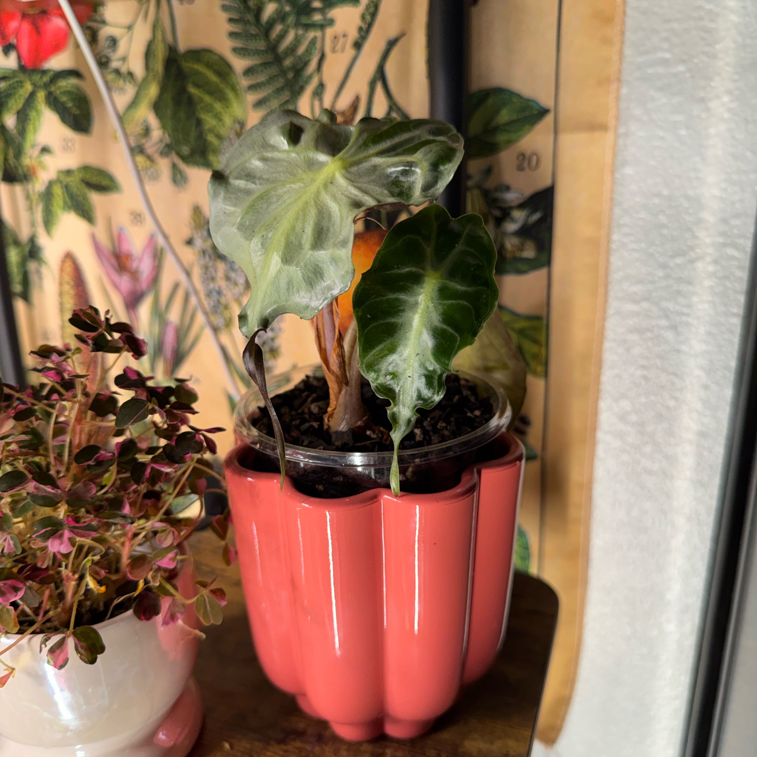 Photo of the plant species Alocasia 'Venom' by @Lexeeblue named Knull on Greg, the plant care app