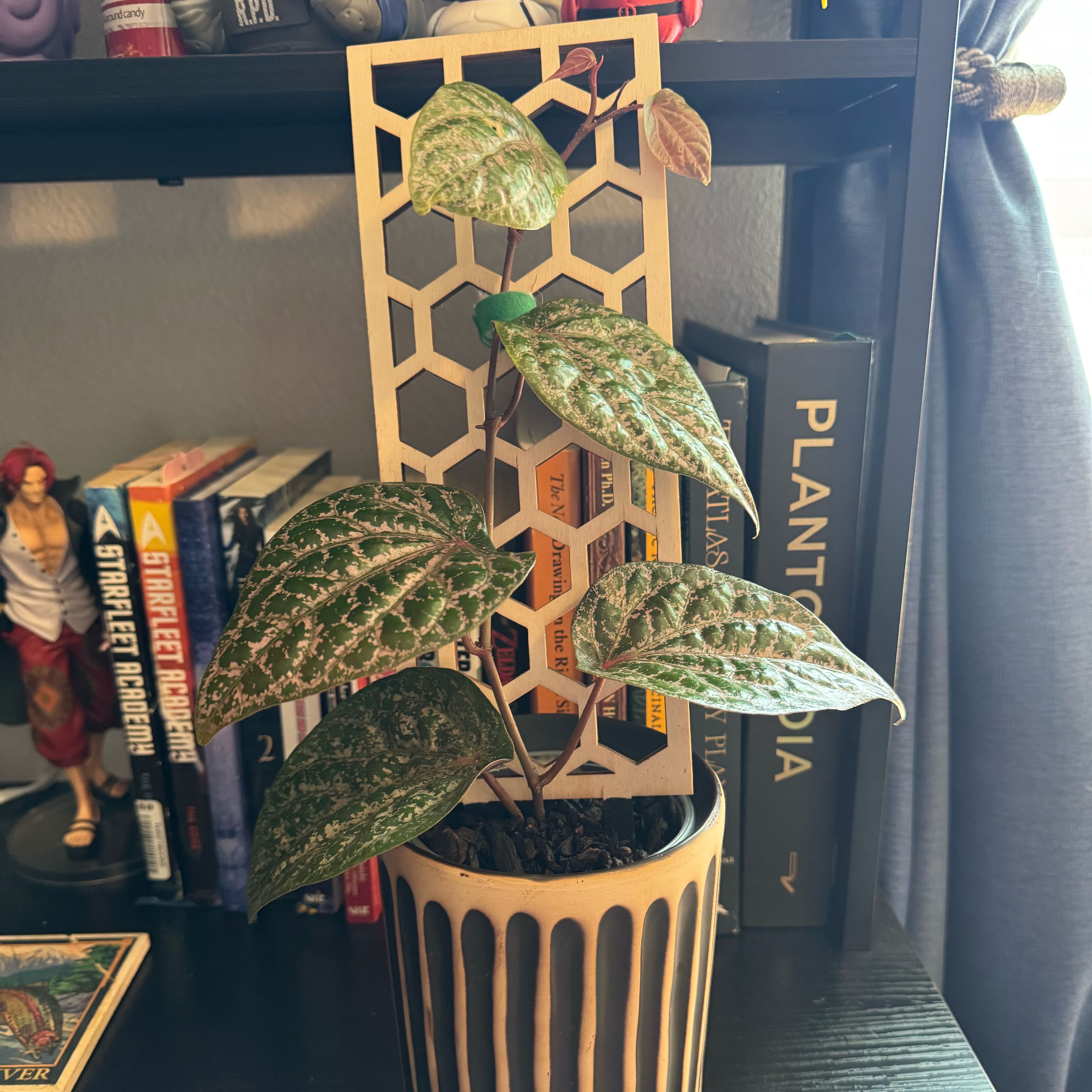 Photo of the plant species Ornamental Pepper by @Lexeeblue named Remy LeBeau on Greg, the plant care app
