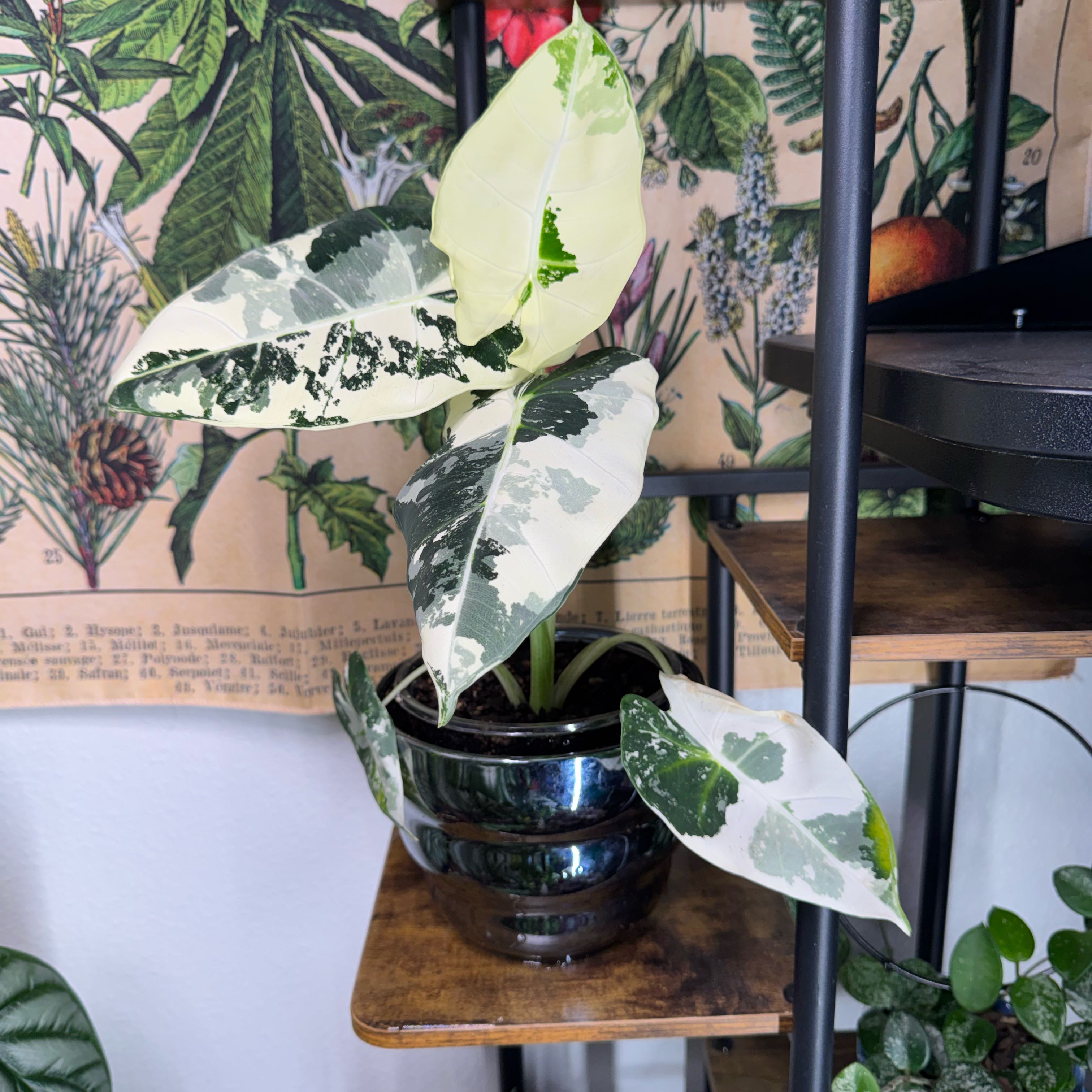 Photo of the plant species Variegated Alocasia frydek by @Lexeeblue named Rogue on Greg, the plant care app