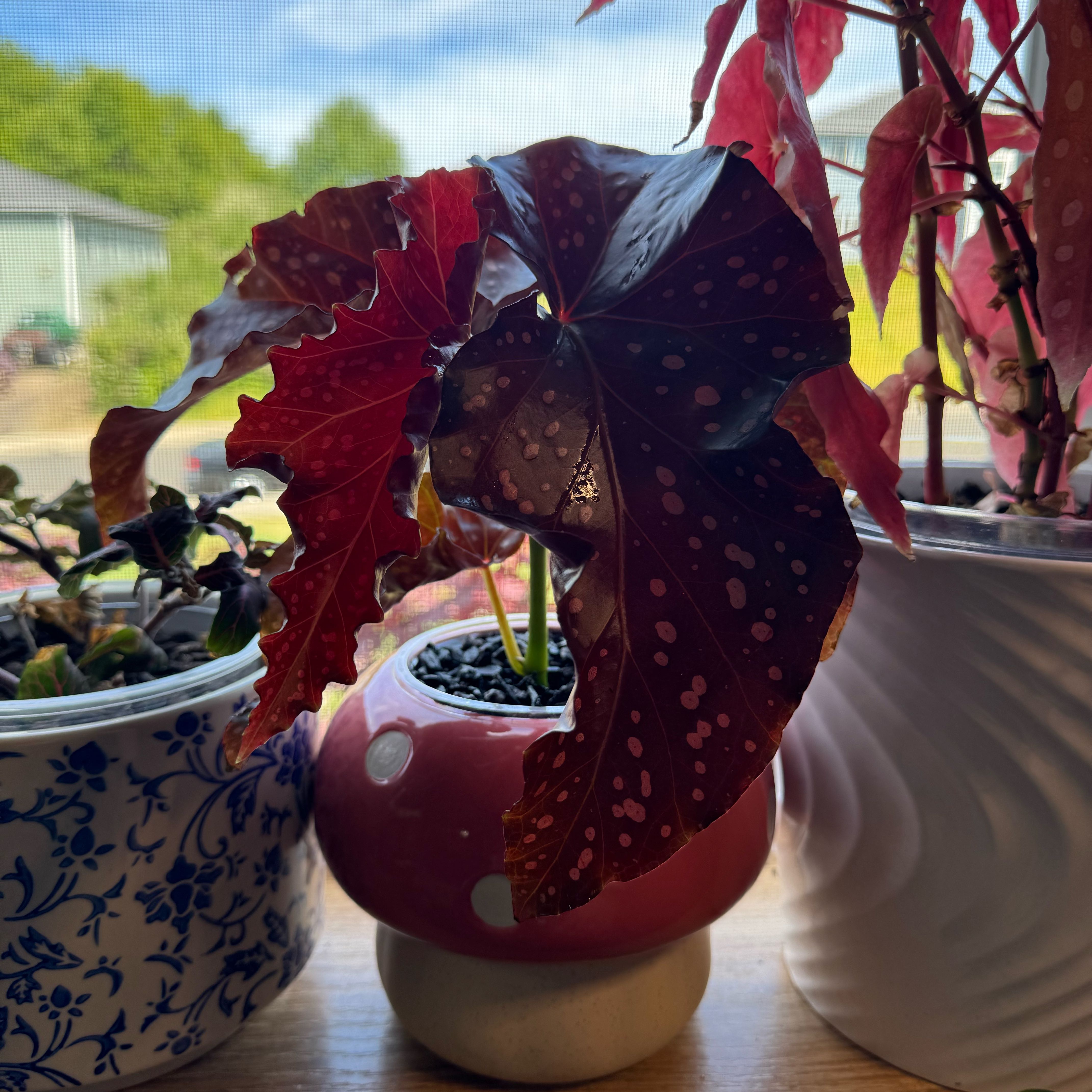Photo of the plant species Begonia Cracklin Rosie by @Lexeeblue named Magneto on Greg, the plant care app