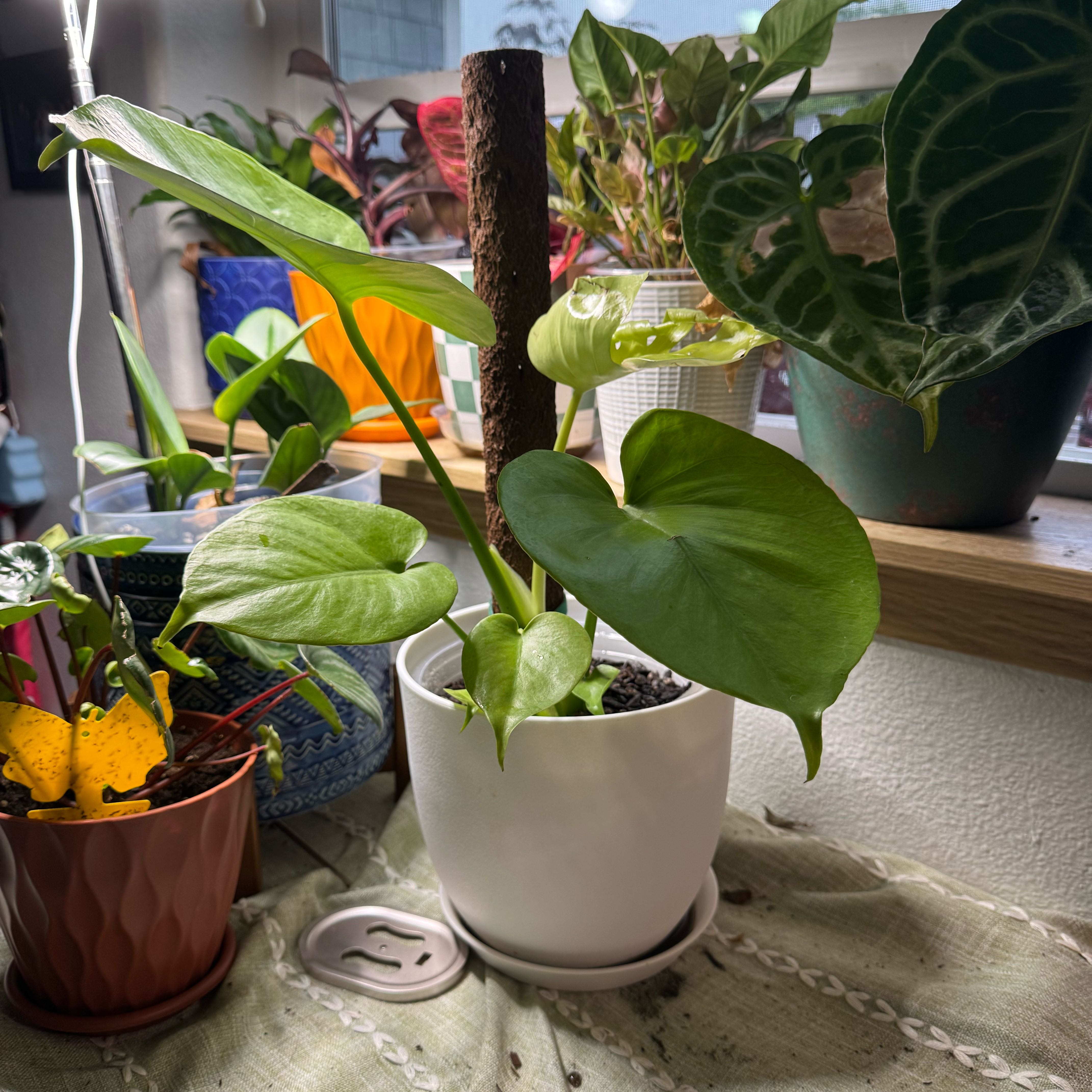 Photo of the plant species Golden Compact Monstera by @Lexeeblue named Jean Grey on Greg, the plant care app