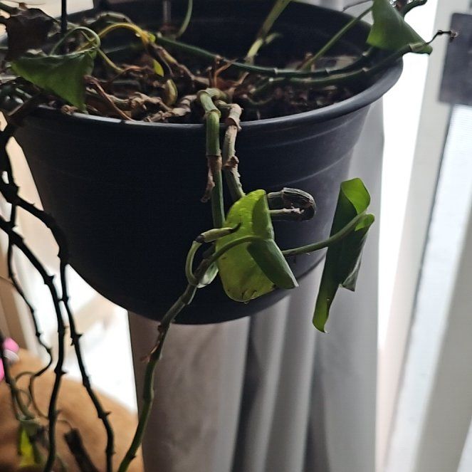 Photo of the plant species Pothos by @WillRosilla97 named Ulysses S Plant on Greg, the plant care app