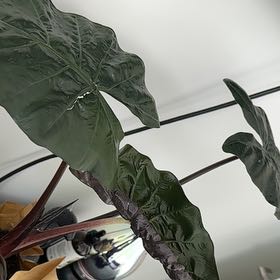 Photo of the plant species Alocasia Metalhead by @LadyWildparsnip named Trunkles on Greg, the plant care app