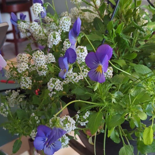 Photo of the plant species African Daisy by @bumblebreeze named Mama on Greg, the plant care app