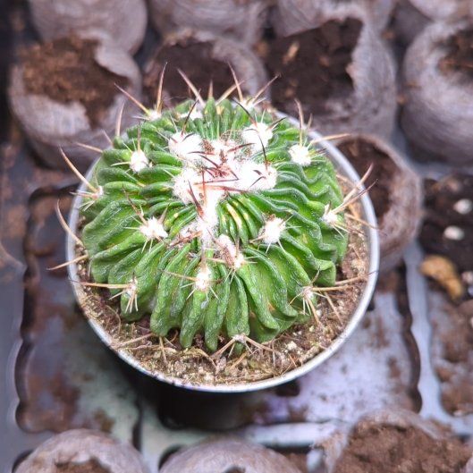 Photo of the plant species Echinofossulocactus Phyllacanthus v. Violaciflora by @bumblebreeze named Hemingway on Greg, the plant care app