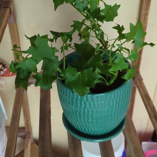 Photo of the plant species Cape Ivy by @bumblebreeze named Gobi on Greg, the plant care app