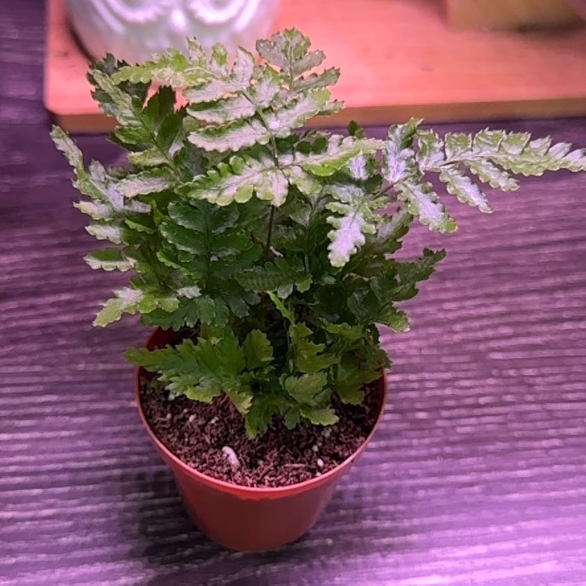 Photo of the plant species Oak Fern by @SelflessFlax57 named Taylor Swift on Greg, the plant care app