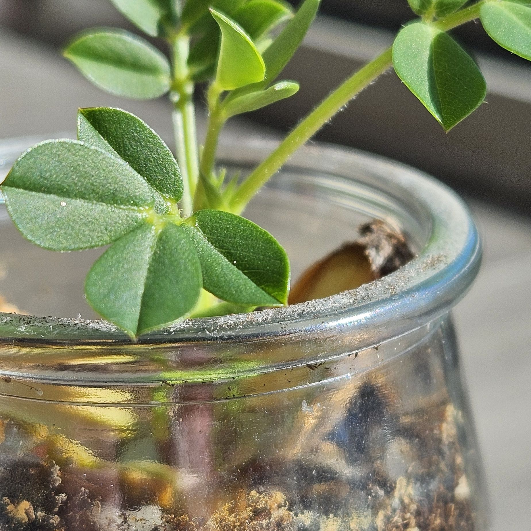 Photo of the plant species Peanut by @etheplantgirl named Sahara on Greg, the plant care app