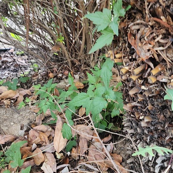 Photo of the plant species Wall Lettuce by @KeyPignut73 named Walt on Greg, the plant care app