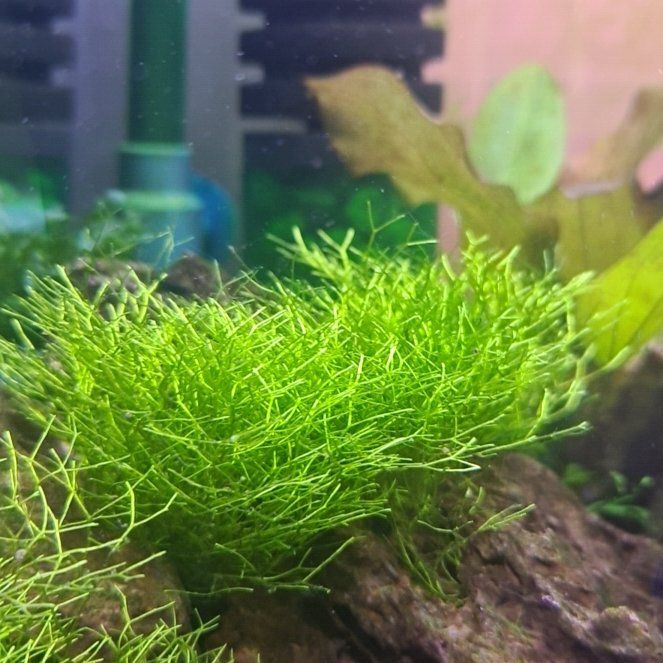 Photo of the plant species Madagascar Laceleaf by @DirectorLentil named Nemo on Greg, the plant care app