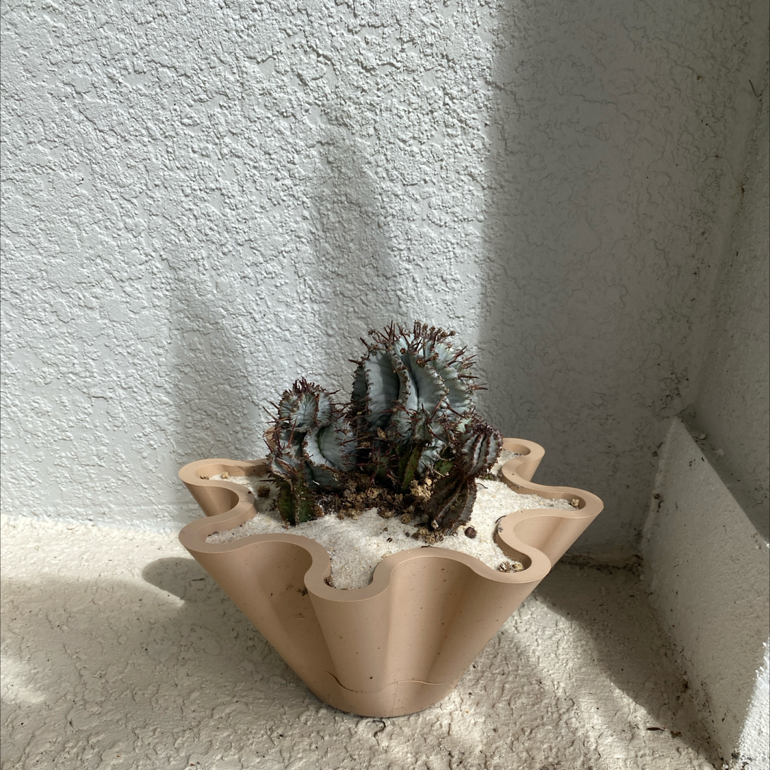Photo of the plant species Snowflake Euphorbia by @SassySerpentina named Euphoria on Greg, the plant care app