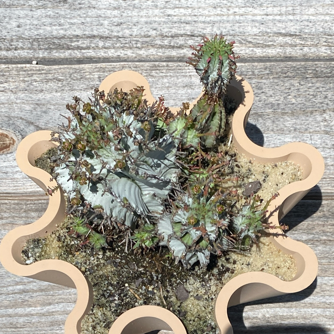 Photo of the plant species Snowflake Euphorbia by @SassySerpentina named Euphoria on Greg, the plant care app