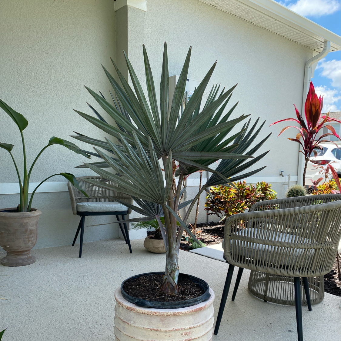 Photo of the plant species Bismarckia by @SassySerpentina named Maquia on Greg, the plant care app