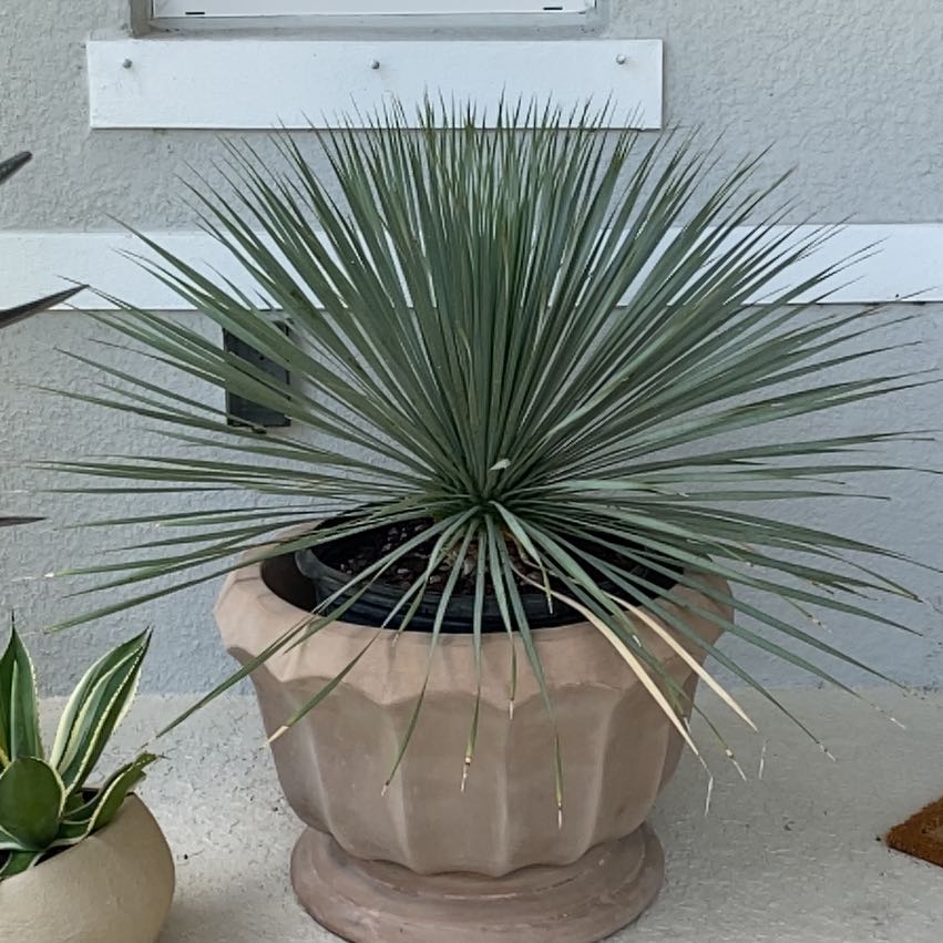 Photo of the plant species Our Lord's Candle by @SassySerpentina named Mezcalita on Greg, the plant care app