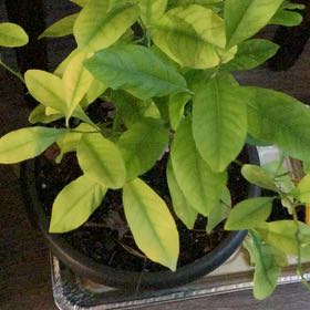 Photo of the plant species Bartlett Pear by @GutsyNatallily named Foxxy on Greg, the plant care app