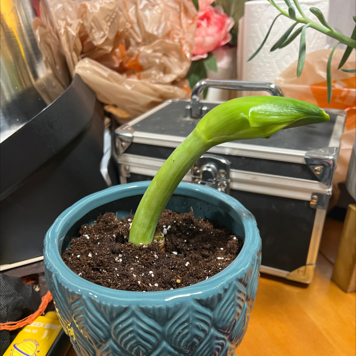 Photo of the plant species Amaryllis Minerva by @ColossalFreesia named Summer on Greg, the plant care app